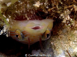 Lepadogaster lepadogaster
Up side down clingfish by Cumhur Gedikoglu 